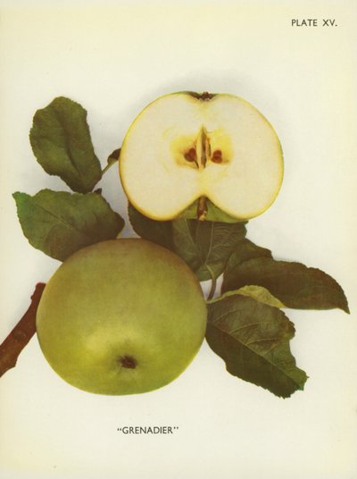 Anglická jablka: (barevné foto) od English Photographer