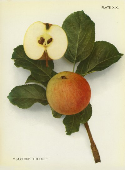 Anglická jablka: (barevné foto) od English Photographer