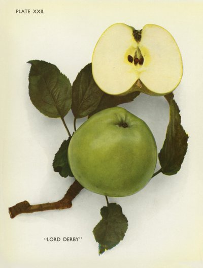 Anglická jablka: (barevné foto) od English Photographer