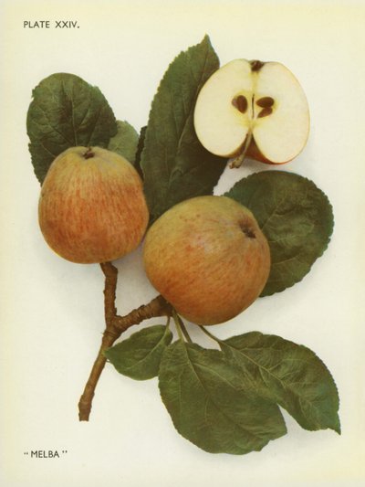 Anglická jablka: (barevné foto) od English Photographer