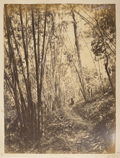 Bambusový les na Teestě.  Pohledy na Darjeeling. 70. léta 19. století od English Photographer