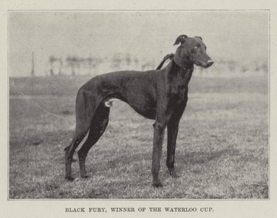 Black Fury, vítěz Waterloo Cupu od English Photographer