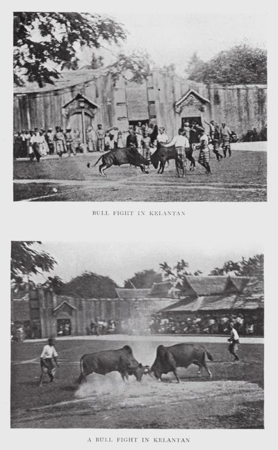 Býčí zápas v Kelantanu (č/b foto) od English Photographer