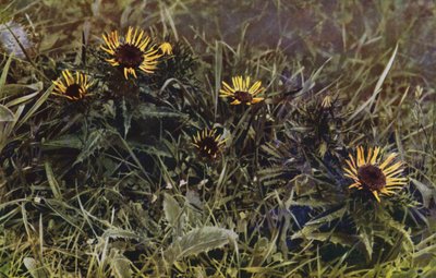 Carline Thistles (foto) od English Photographer