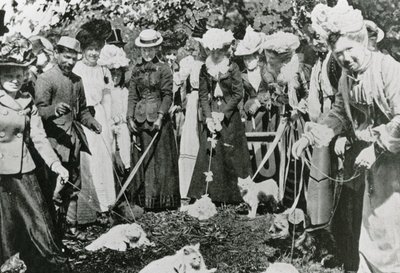 Výstava koček v Royal Botanic Gardens, Westminster, v roce 1900 od English Photographer