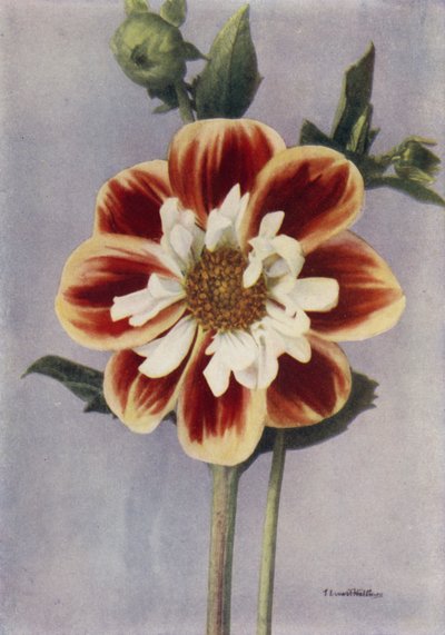 Collerette Dahlia, Gallia (barevné foto) od English Photographer