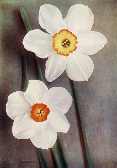 Narcis (barevná fotografie) od English Photographer