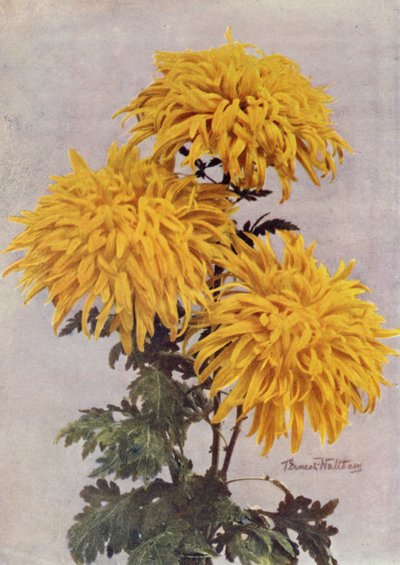 Prosinec Gold (barevné foto) od English Photographer