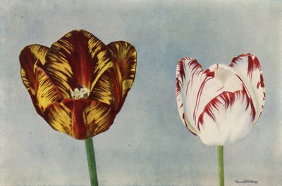 Dr. Hardy a paní Collierová (barevné foto) od English Photographer