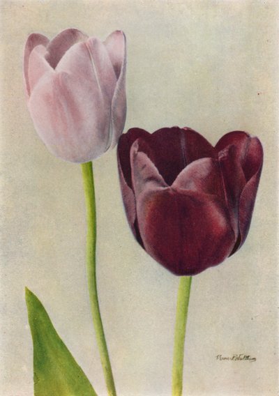 Euterpe a Frans Hals (barevné foto) od English Photographer