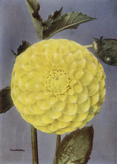 Fancy Dahlia, paní Saundersová (barevné foto) od English Photographer