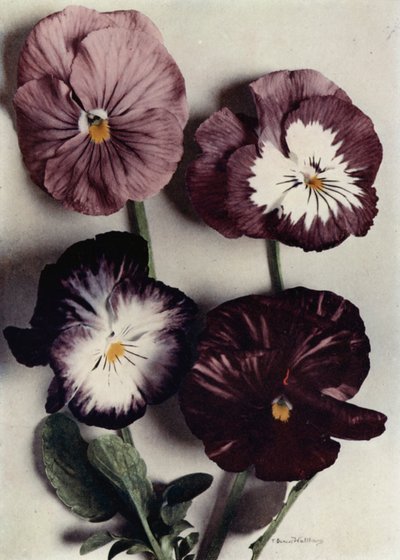 Fancy Violas, Louie Granger, paní Chichesterová, Kate Houstonová a vévoda z Argylu (barevné foto) od English Photographer