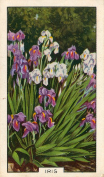 Zahradní květiny: Iris (barevné foto) od English Photographer