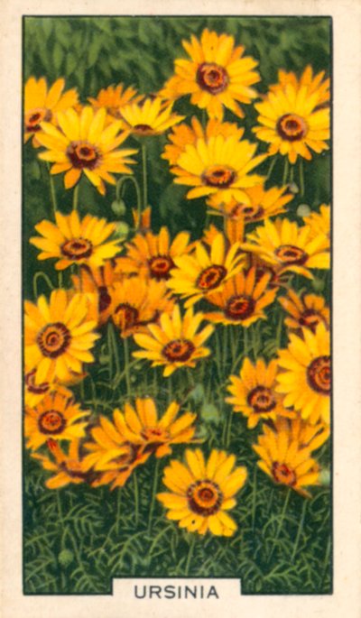 Zahradní květiny: Ursinia (barevné foto) od English Photographer