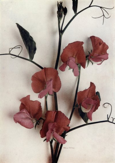 Helen Lewis (barevné foto) od English Photographer