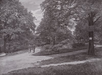V Queens Wood, Highgate od English Photographer