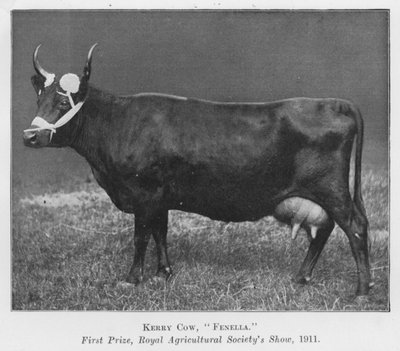 Kerry Cow, Fenella, první cena, Royal Agricultural Society