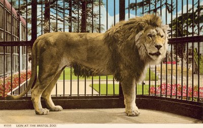 Lev v Bristol Zoo (foto) od English Photographer