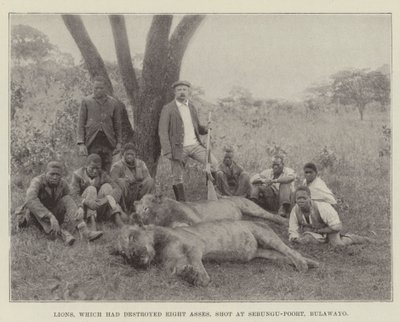 Lvi, kteří zničili Osm oslů, stříleli na Sebungu-Poort, Bulawayo od English Photographer