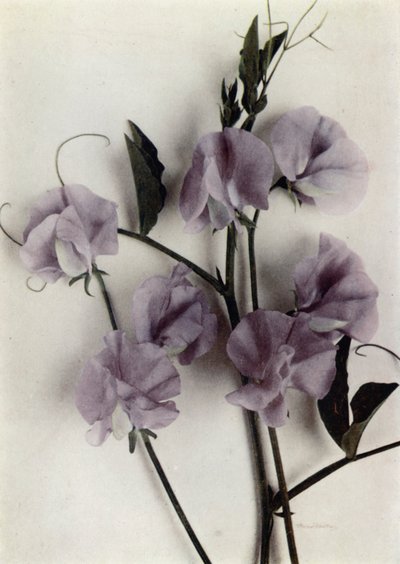 Mistrovské dílo (barevné foto) od English Photographer