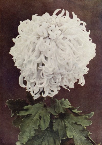 Paní Gilbert Drabble (barevné foto) od English Photographer