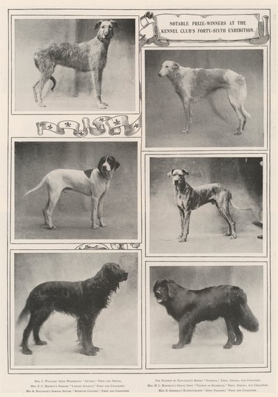 Významní vítězové na čtyřicáté šesté výstavě Kennel Clubs od English Photographer