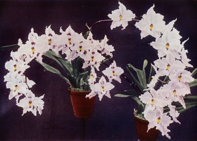 Odontoglossum Crispum (barevné foto) od English Photographer