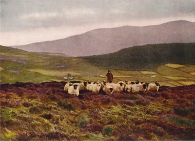 V pohoří Mourne, hrabství Down (barevné foto) od English Photographer
