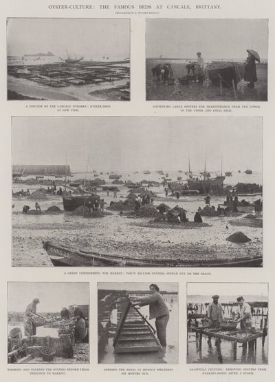 Oyster-Culture, slavné postele v Cancale, Bretaň od English Photographer