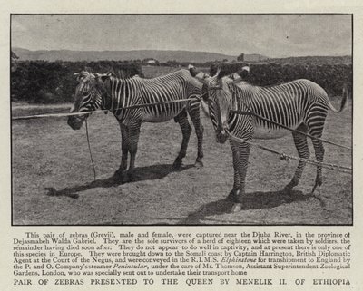 Pár zeber předložený královně Menelikem II. z Etiopie od English Photographer