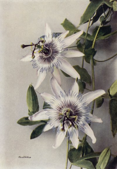 Passiflora Coerulea, Constance Elliott (barevné foto) od English Photographer