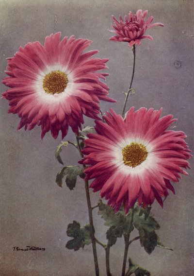 Percy Arnold (barevné foto) od English Photographer