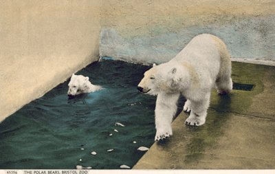 Lední medvědi, Bristolská zoo (foto) od English Photographer