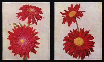 Pyrethrins, Kelways Lord Rosebery a Langport Scarlet (foto) od English Photographer