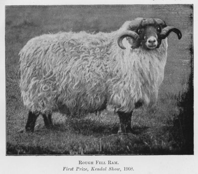 Rough Fell Ram, první cena, Kendal Show od English Photographer