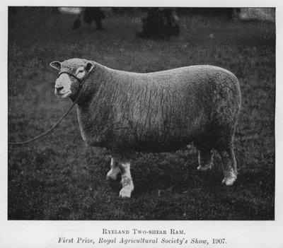 Ryeland Two-shear Ram, první cena, Royal Agricultural Society