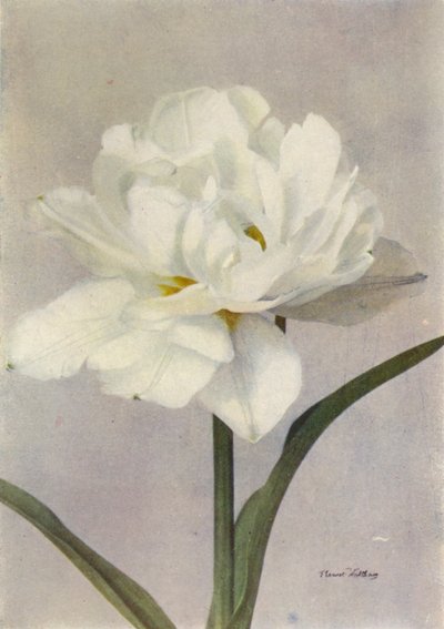 Schoonoord (barevné foto) od English Photographer