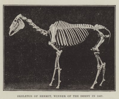 Skeleton of Hermit, vítěz Derby v roce 1867 od English Photographer