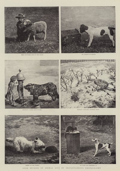 Některé studie života zvířat pomocí okamžité fotografie od English Photographer