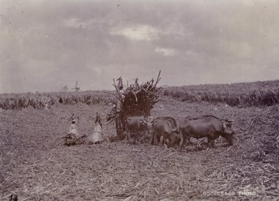 Cukrová plantáž, Barbados, 1880 od English Photographer