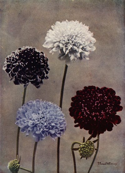 Chrastavec sladký (barevné foto) od English Photographer