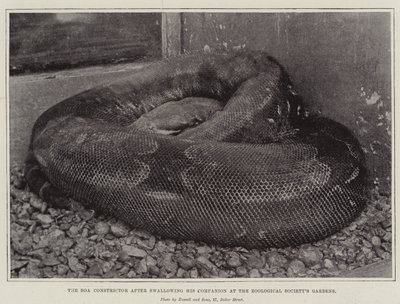 Boa Constrictor poté, co spolkl svého společníka v zahradách zoologických společností od English Photographer