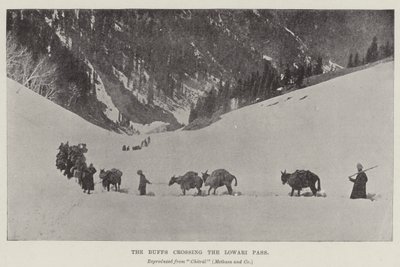 Buffové překračující Lowari Pass od English Photographer