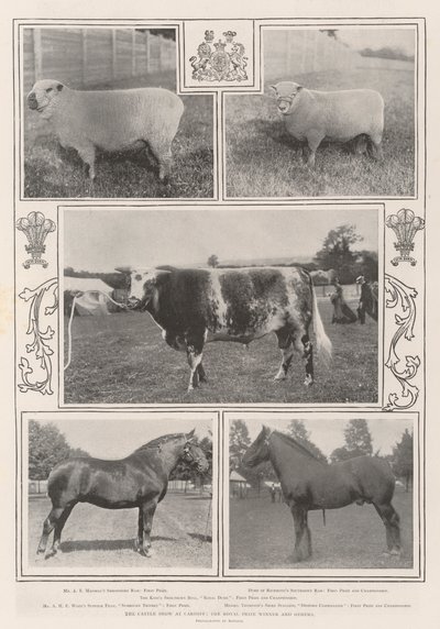 The Cattle Show v Cardiffu, vítěz královské ceny a další od English Photographer