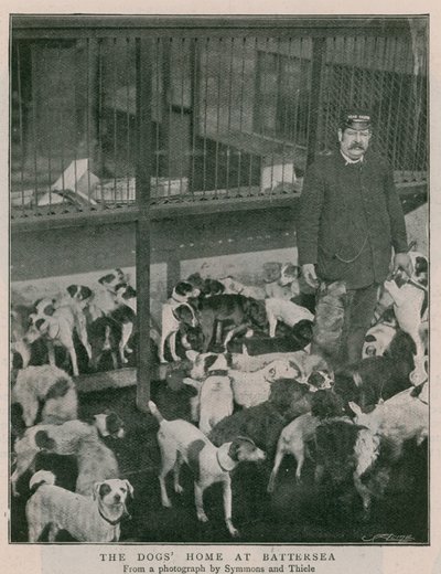 The Dogs Home at Battersea od English Photographer
