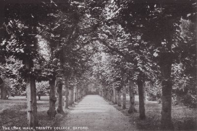 The Lime Walk, Trinity College, Oxford od English Photographer