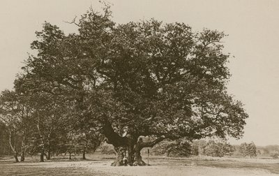 Major Oak, Sherwoodský les od English Photographer