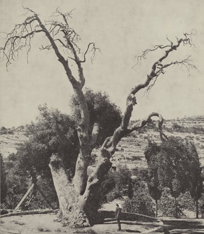 Dub Mamre; Abrahams Oak, kde Abraham postavil svůj stan a postavil oltář od English Photographer