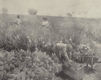 Pine Apple od English Photographer