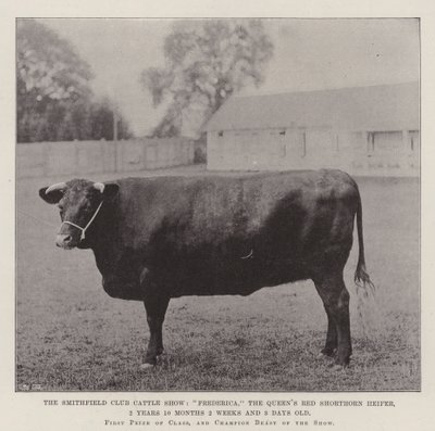 The Smithfield Club Cattle Show, Frederica, the Queens Red Shorthorn Heifer, 2 roky 10 měsíců 2 týdny a 3 dny starý od English Photographer